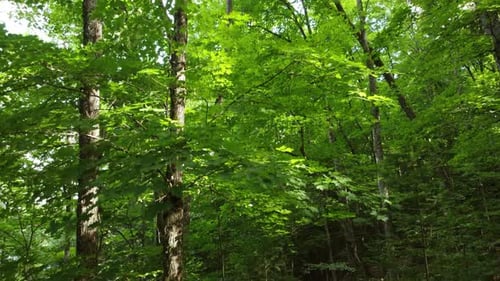 Prächtige Drohne fangen das Innere der Kiefer im borealen Wald an sonnigen Tagen ein.
