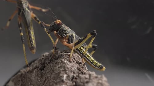 Desert Locust 10