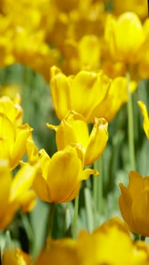 Spring Yellow Tulip Blossoms