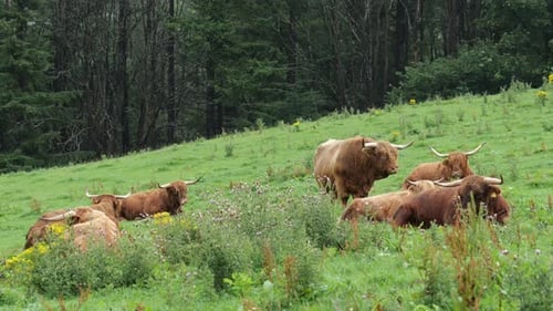 Highland Scottish cows also known as Hielan coo or Bo Ghaidhealach grazing themselves on the green g