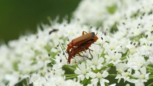Insectos apareándose