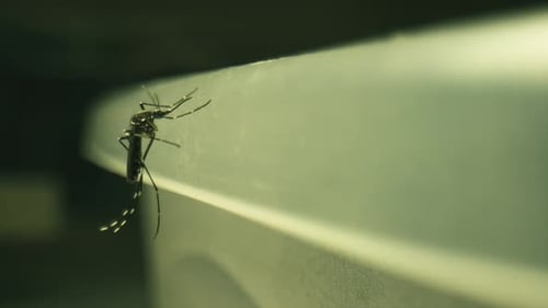 footage of a dengue mosquito standing still Aedes aegypti, yellow fever footage laowa probe
