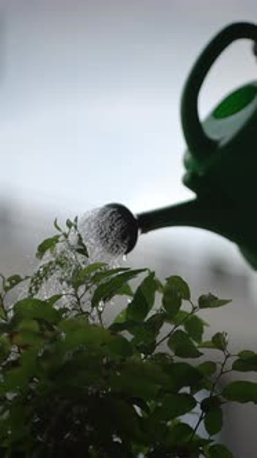 Nurturing Plants Watering with Great Care and Attention to Detail for Optimal Growth