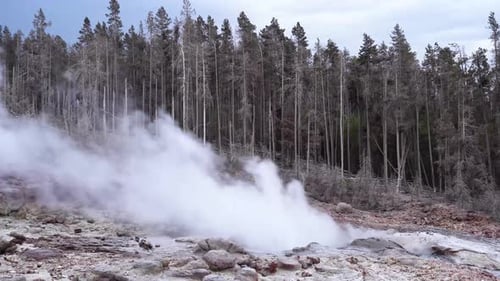 Dampf und Wasser brechen aus einem Geysir im Yellowstone-Nationalpark aus. Stockartige Bäume sind zu sehen