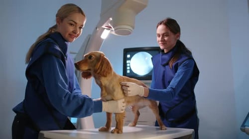 Veterinarians Examining Dog with X-Ray Machine in Background