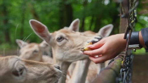 Spotted Deer Interacting Near Fence in Zoo Utrecht Netherlands
