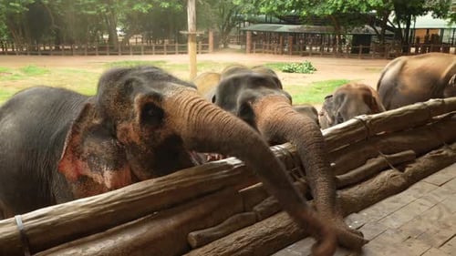 Asian Elephant Eating Bananas with Trunk Over Wooden Fence Closeup Feeding Behavior