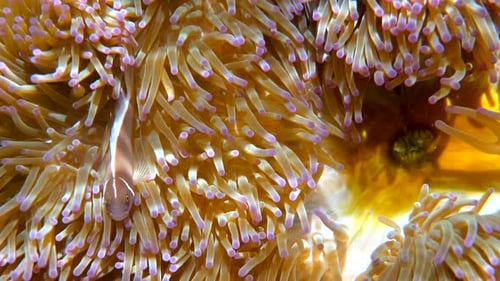 Pink Skunk Clownfish Among Pink Anemone Patch in Sea Tropical Water
