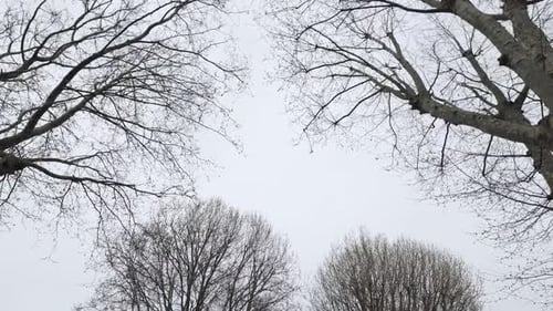 Trees Swaying Gently Against Overcast Sky
