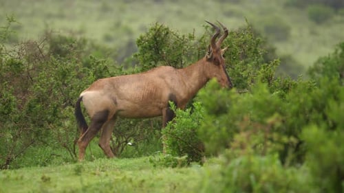 Pan: Focus on Red Hartebeest creates depth in wet African shrub bush