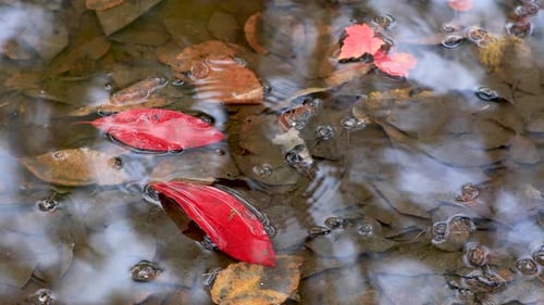 Red Leaf and rain drops