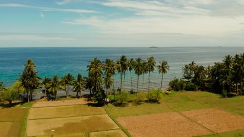 Tropical Landscape Rice Fields and the Sea Camiguin Philippines