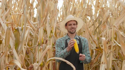 Male Farmer in Field of Dried Corn Plants Tosses Up and Examines Ripe Cob