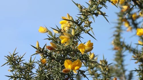 Fleurs d'ajoncs, Ulex europaeus, sur fond de ciel bleu en janvier.
Royaume-Uni