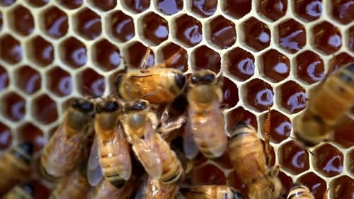 Bees Making Honey Close-up on comb