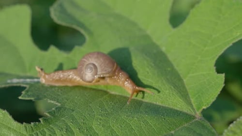snail on a green leaf. garden snail creeping on a green leaf close-up (Cepaea hortensis) . slow moti