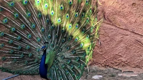 Close Up of Male Peacock Showing Off Its Stunning, Iridescent Tail Feathers