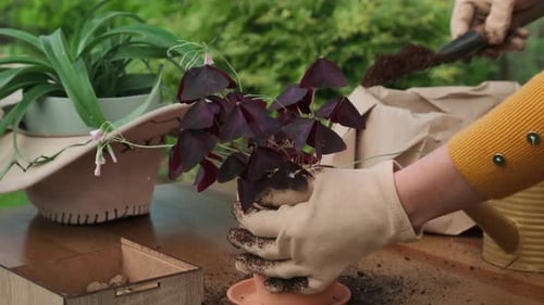 Mujer de jardinería de verano que replanta una planta en una maceta nueva