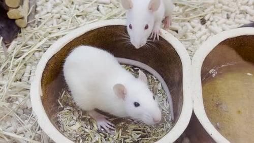 White Rats Resting and Eating in Bowls