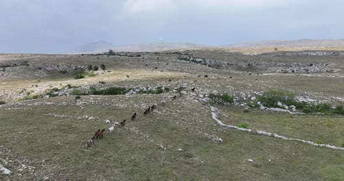 Wild Horses Running Freely in a Rural Landscape