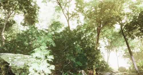 De grands arbres créent une canopée vibrante dans une clairière verdoyante à la lumière du jour