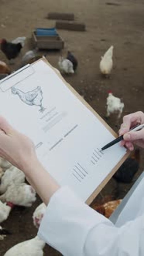Hands of Female Vet Studying Chicken Health Checklist at Farm
