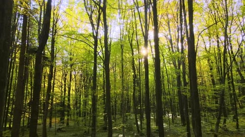 Paysage magnifique avec des rayons lumineux qui brillent à travers des bois verdoyants avec des arbres luxuriants en automne