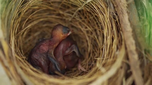 close up baby bird resting in a nest on a tree branch
