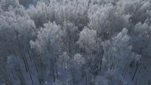 Wald im Schnee