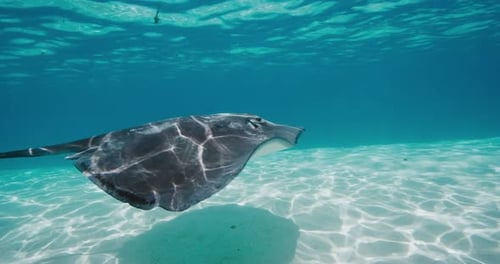 Stingray Swimming in Clear Tropical Ocean Water