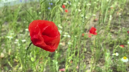 Rote Mohnblume in grüner Feld-Nahaufnahme.