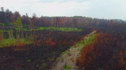 Burnt landscape destroyed by the recent devastating wildfires on a cloudy day.