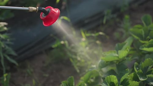 Top View Fumigation Mist From Red Nozzle Over Plants