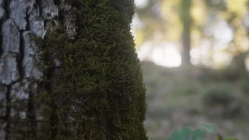 Ein Baum im Park mit Moos, Nahaufnahme, Makro-Holzstammstruktur im Wald an einem sonnigen Tag, Natur