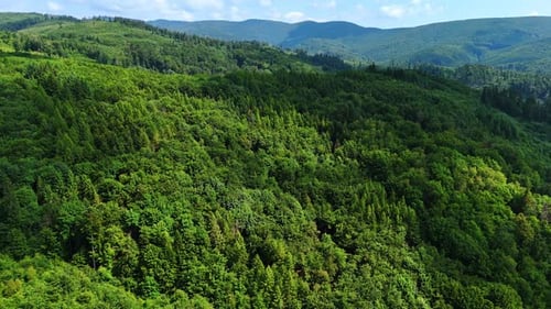 Lush green forest covering rolling hills.