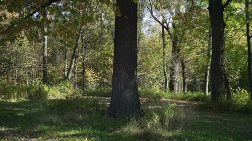 Old Oak Trees In An Abandoned Park I In Autumn Weather.