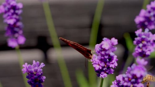 Flor de lavanda roxa polinizadora de borboletas