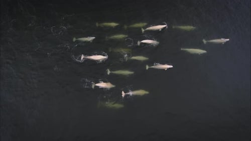 Aerial shot of a big pod of beluga whale swimming together in the Arctic (Svalbard).