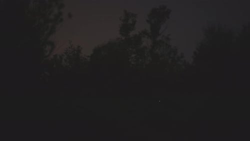 Specks Floating in Dark Woods at Night