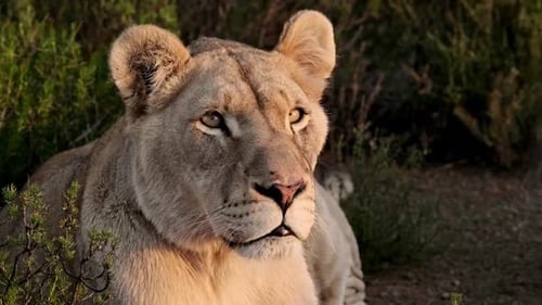 Lioness laying down in shrubs looking attentively at something in warm evening light