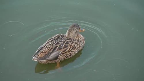 Duck swimming and drinking water from pond. Duck pond with water birds. Flock of ducks