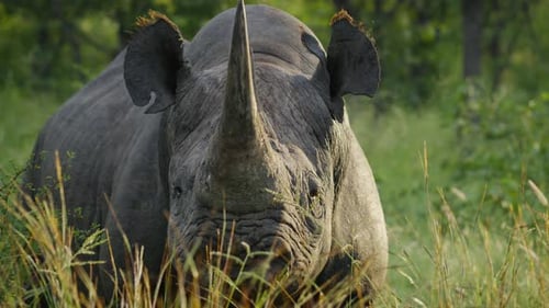 Spitzmaulnashorn, das im hohen Gras der afrikanischen Savanne liegt, steht auf, fängt an, Pflanzen zu fressen und geht spazieren