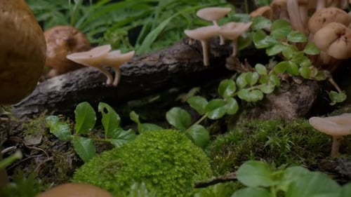 Mushrooms Bunch Fungi Forest Background Autumn Forest Macro Dolly Shot