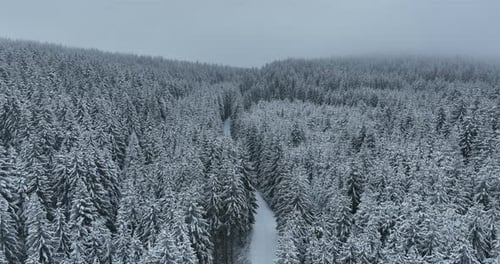 Aerial Drone View of the Road in Idyllic Winter Landscape Nature in a Dense Forest with Fresh Snow