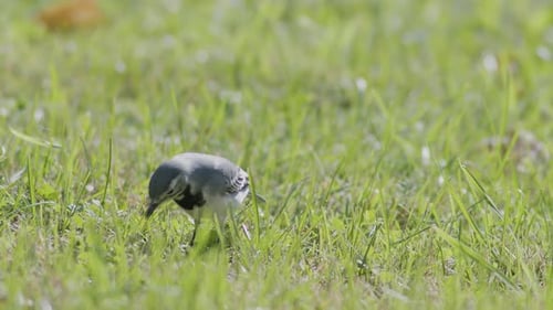 White wagtail searching for food flies in the grass close up slow motion