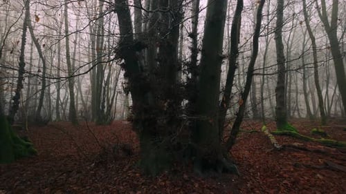 Foggy Forest Scene with Bare Trees and Dense Atmosphere