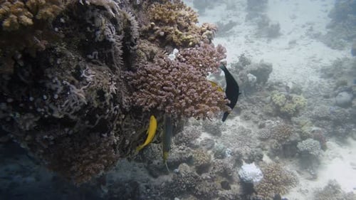 Vários peixes coloridos comendo corais tropicais em câmera lenta em 4k