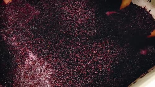 Multiple hands reaching in bin full of freshly picked grapes to mix them during the wine making proc