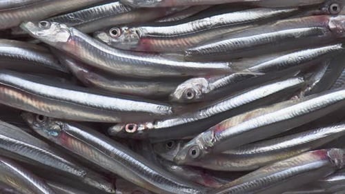 Vista de perto das anchovas recém-pescadas. Peixe marinho fresco