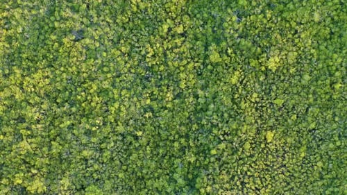 Top Down Aerial View of Natural Ecological Reserve. Greenery in Tropical Climate